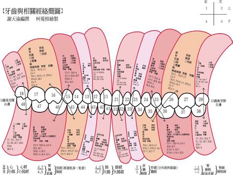 牙齒經絡圖|牙齒和經絡及其對全身之影響